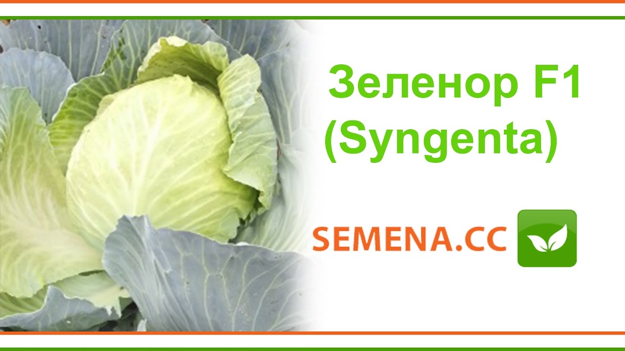 Капуста первый номер. Семена капусты Зеленор. Капуста Сингента. Капуста Пруктор Сингента. Капуста Кевин f1.
