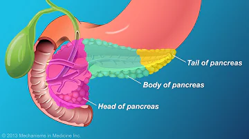 What are the two major functions of the pancreas?