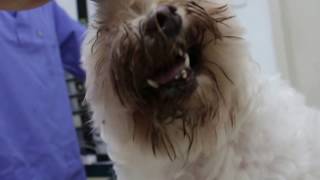 An old Maltese has bleeding gums and skin bruises - low platelet count