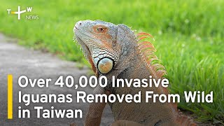 Over 40,000 Invasive Green Iguanas Removed From Wild in Taiwan | TaiwanPlus News