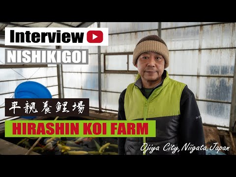 Show me the Nishikigoi.HIRASHIN KOI FARM