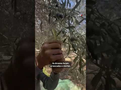 Temporada de oliveiras de Gaza é devastada por Israel