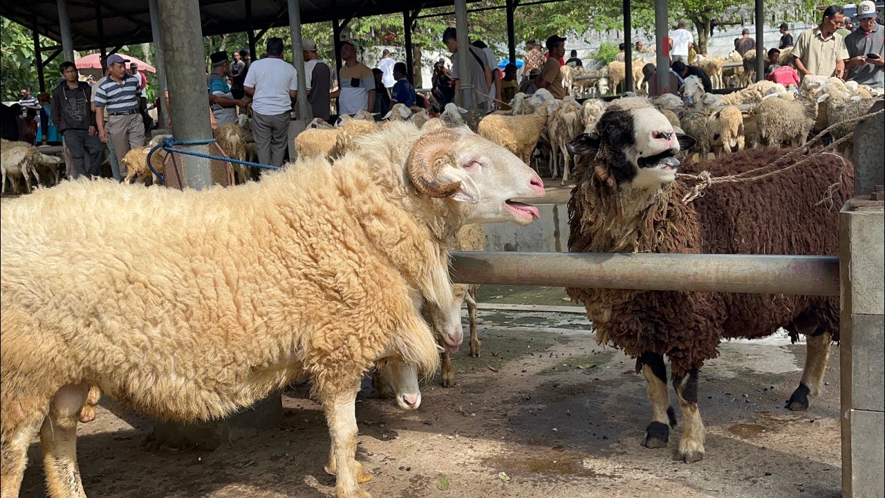 PASAR KRANGGAN TEMANGGUNG MESTI MUNCUL JANTAN JUMBO