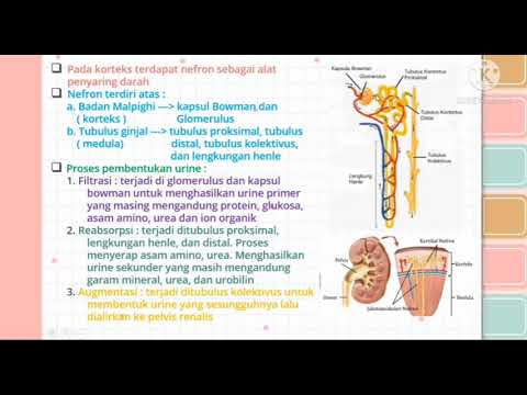 Video: Perbezaan Antara Kapsul Bowmans Dan Kapsul Malpigh