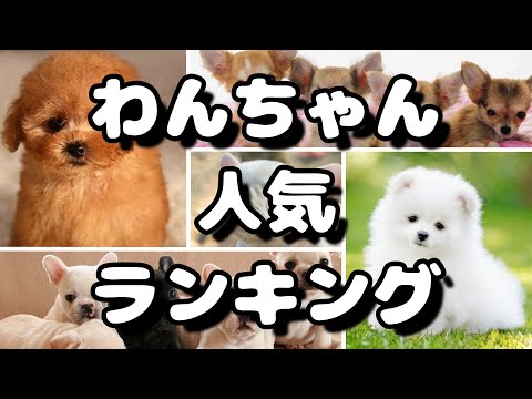 人気犬種ランキング 飼いやすいワンちゃんは？