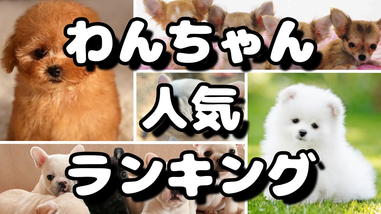 人気犬種ランキング 飼いやすいワンちゃんは Youtube