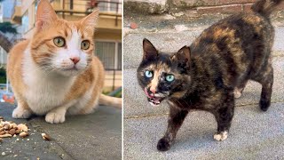 Pregnant Street Cat Feeding Mission 4K by Cats World 351 views 1 month ago 8 minutes, 1 second