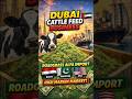 Dubai Cattle Feed Business | Roadgrass Alfa Import from Egypt, Pakistan & USA | High Margin Market