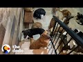 Guy Brings 300 Dogs Into His House During A Hurricane | The Dodo Heroes