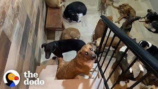 Guy Brings 300 Dogs Into His House During A Hurricane | The Dodo Heroes
