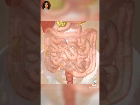 Vídeo: Qual órgão digestivo é produzido o bolus?