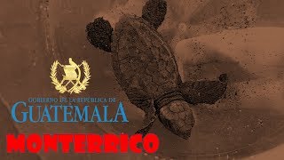  VIAJE | Monterrico - Liberación de Tortugas Marinas 2019  - Guatemala | GordyBella