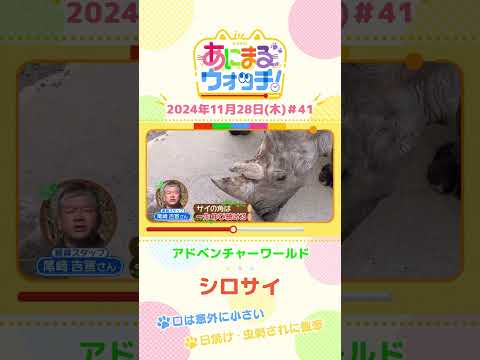 口は意外に小さい！？シロサイ　和歌山「アドベンチャーワールド」　#shorts #読売テレビニュース #すまたん ＃あにまるウォッチ #動物