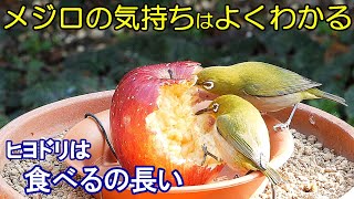 植木鉢でバードフィーダー（野鳥の餌台）リンゴ編2～メジロ/ヒヨドリ/ヤマガラ/スズメ