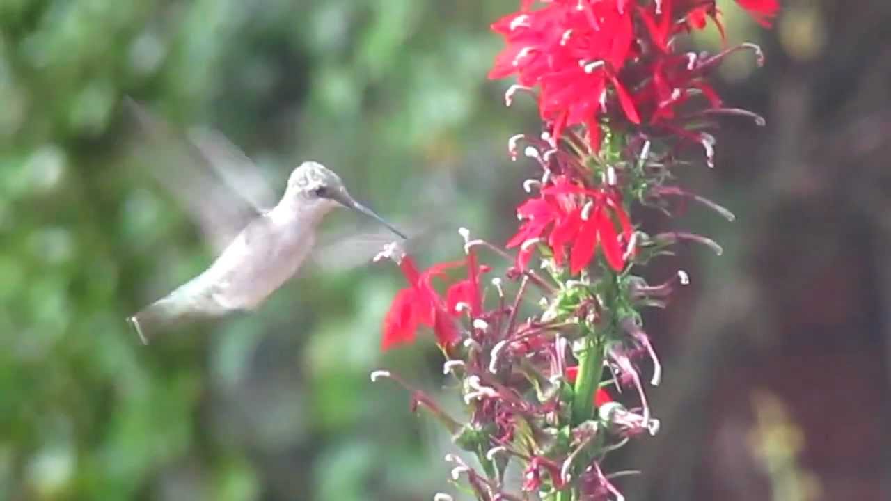 Hummingbird eating at lobelia cardinalis YouTube