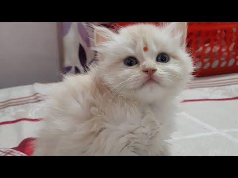 Fairy want attention, fairy is upset, Persian cat tantrums, fairy's beautiful eyes