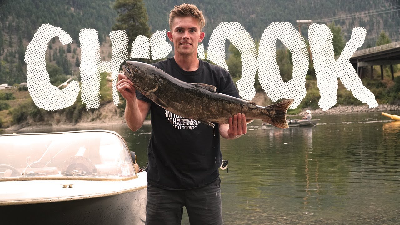 BC salmon // Lil Shuswap Chinook