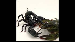 Emperador Escorpion VS Mucho Cangrejo de río #araña #scorpio #bugs #arañas #escorpion
