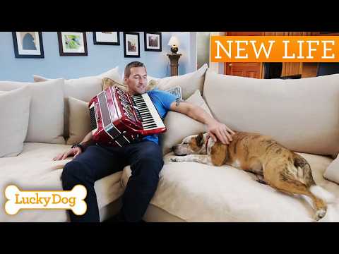 Abandoned Aussie Cattle Dog Gets Second Chance | Lucky Dog Double Episode
