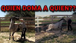 COMO AGARRAR UN POTRO CHUCARO - #1 GUÍA: Como NO DOMAR un caballo - DIA 1 - Por Guille