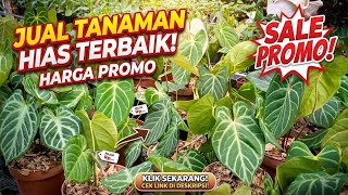 JUAL TANAMAN HIAS TERBARU BANYAK COLLECTION HARGA MURAH... ❗❗❗