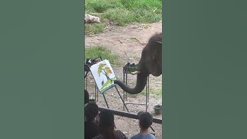 Olifant schildert een plaatje || ViralHog