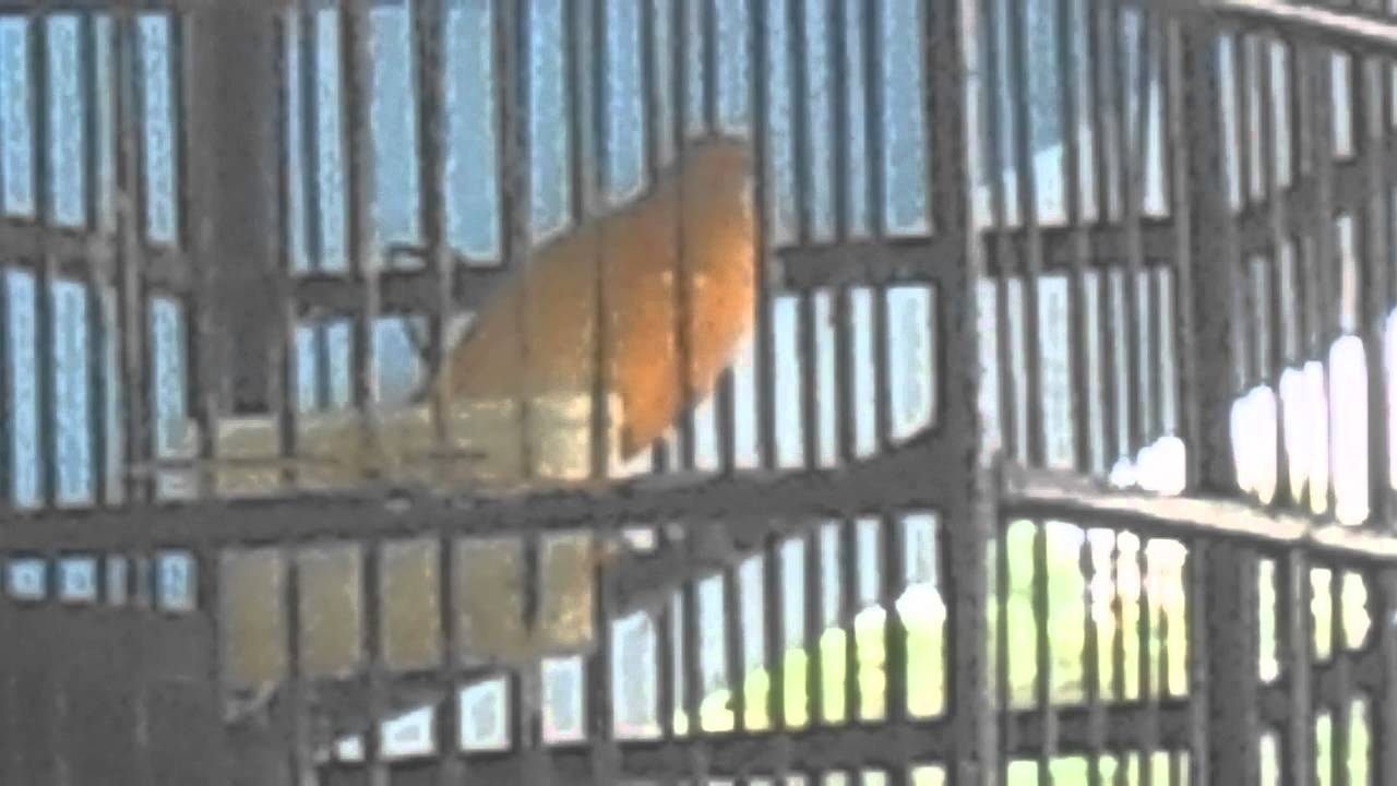 Burung Kenari 
