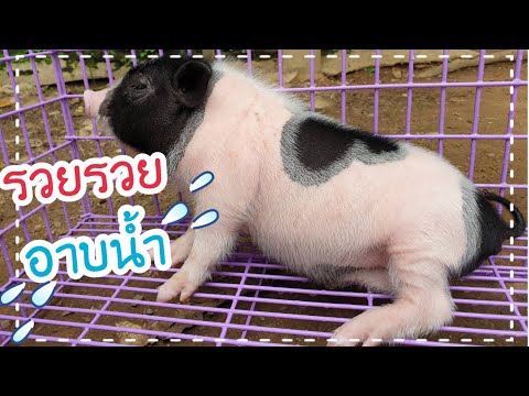 พาน้องรวยไปอาบน้ำจะซุกซนแค่ไหนไปชมกันครับ/Miniature pig/ Pot bellied pig