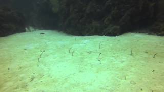 mandys eel garden