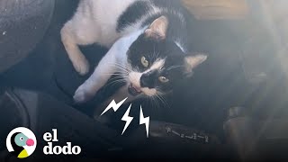 Gato callejero da a luz en el jeep de una mujer | El Dodo by El Dodo 146,989 views 5 months ago 3 minutes, 9 seconds