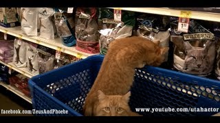 cats Shopping At petsmart  Off Leash