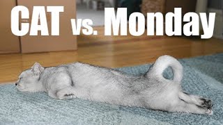 Munchkin Cat Has A Case of the MONDAYS! by Katie and Frankie 1,564 views 4 years ago 2 minutes, 30 seconds