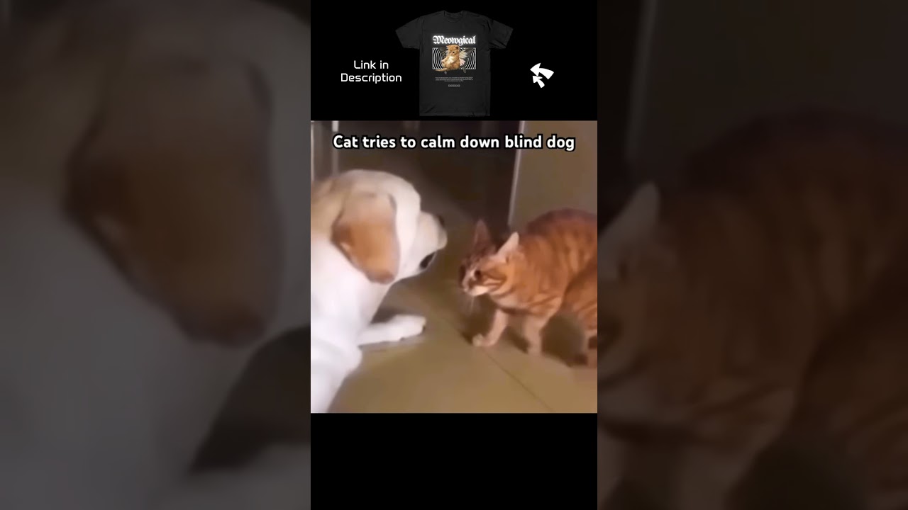 When a Cat Calms a Blind Dog 