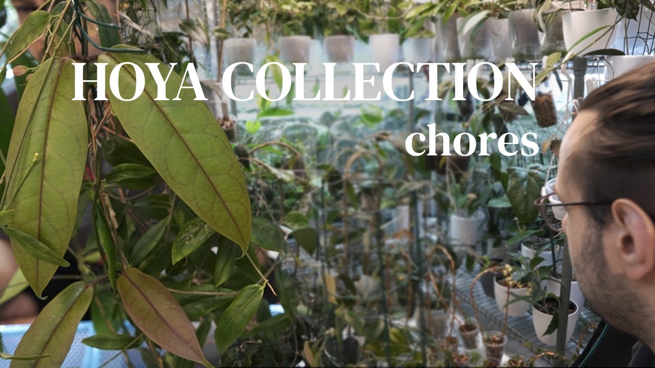 A chaotic start to getting my Hoya collection in order 😵‍💫