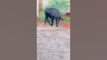 Gama Animals Funny Bull 