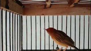 burung cici merah gacor#burung cici kepala merah gacor#buat pancingan burung cici merah pasti nyaut