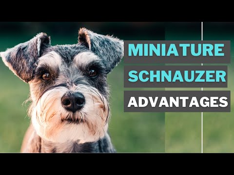 8 Best Advantages of Having a Miniature schnauzer