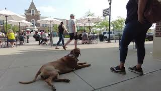 Best Dog Training Toledo, Ohio! 1 Year Old Rhodesian Ridgeback, Moyo!