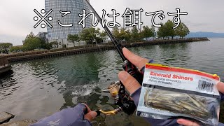 【バス釣り】スレたバスも餌を使えばルアーより簡単に釣れるのか？in琵琶湖南湖