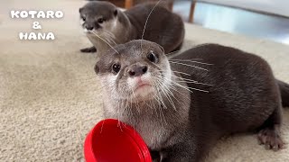 Gentleman Otter Turns Into Madman Otter by KOTSUMET 206,679 views 2 months ago 6 minutes, 3 seconds