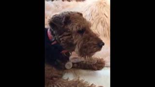 WELSH TERRIERS NUTMEG & GINGER - THE SPICE GIRLS by WireFoxRescueMidwest 1,524 views 6 years ago 4 minutes, 45 seconds