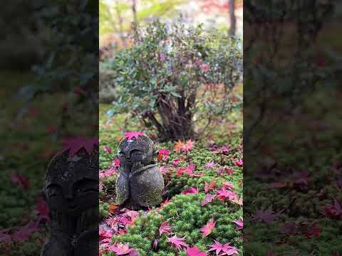 京都 紅葉 写真集 #japan #kyoto #autumncolors #photography #tra