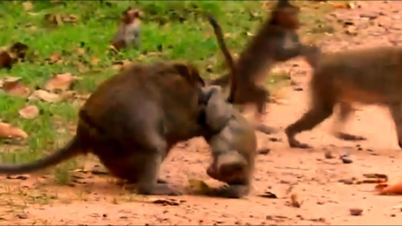 OMG!....Very socked oldie queen monkey Daisy and April rushing to attack& bite adult monkey cruelly.