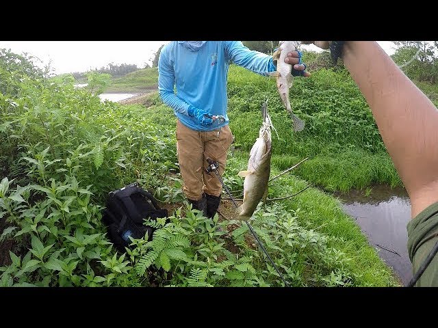Cast Netting Ditches, Ponds & Canals - Freshwater Fishing For Cascadu  (Hassa), Cichlids & Tetras 