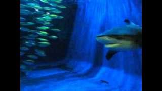 オオメジロザメ Bull Shark 油壺マリンパーク　Aburatsubo marine park