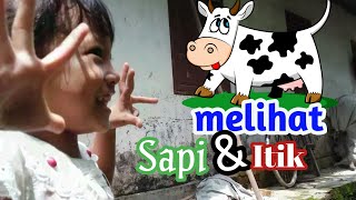Mengenal nama binatang untuk anak anak yaitu sapi itik dan entok