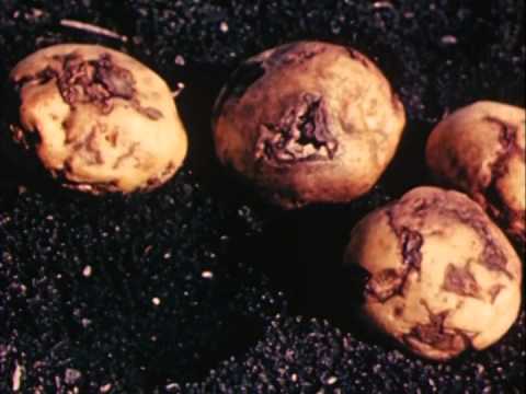 Vidéo: Gale De Pomme De Terre Poudreuse