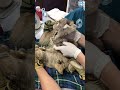 Baby Sloth Clings to Mother and Won't Let Go #sloths #animalrescue #babyanimals
