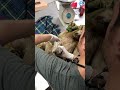 Baby Sloth Clings to Mother and Won't Let Go #sloths #animalrescue #babyanimals thumbnail