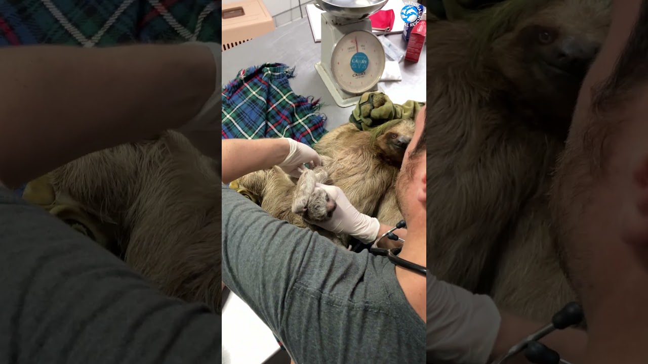 Детеныш ленивца цепляется за мать и не отпускает ее 